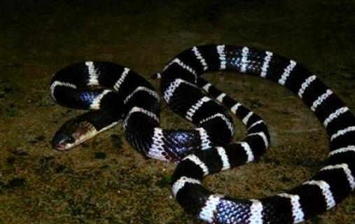 中國最毒的蛇 銀環蛇0.08毫克毒液就能毒死人