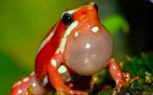 最強毒蛙 幽靈箭毒蛙一口毒液可殺20萬只老鼠