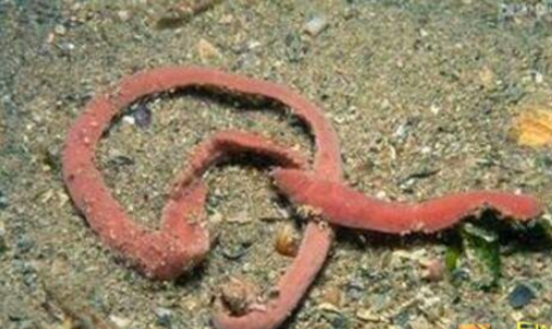 世界上最長(zhǎng)的蟲子 南極巨蟲長(zhǎng)度55米