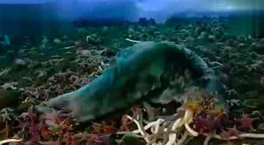 世界上最長(zhǎng)的蟲子 南極巨蟲長(zhǎng)度55米