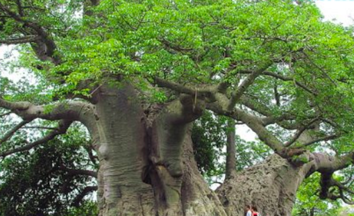 世界上最粗的樹是什么樹 百騎大栗樹直徑17.5米 周長55米