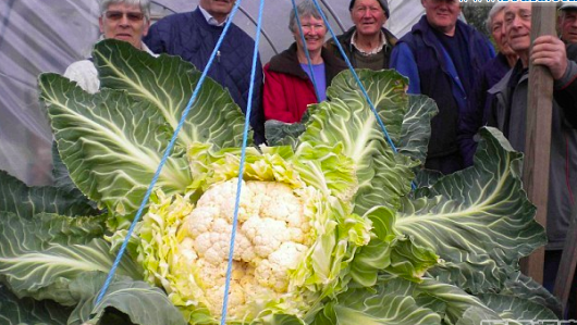 世界上最大的花菜 英國老漢種出54斤花菜