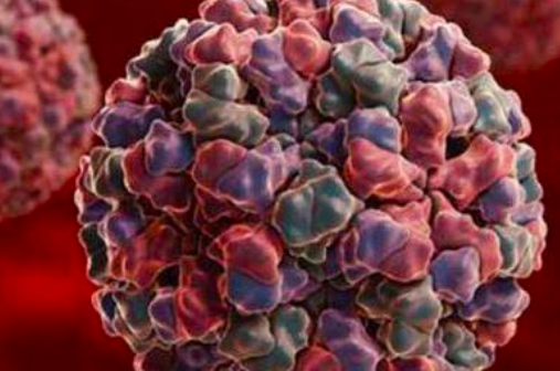 世界最大的病毒 長400納米左右