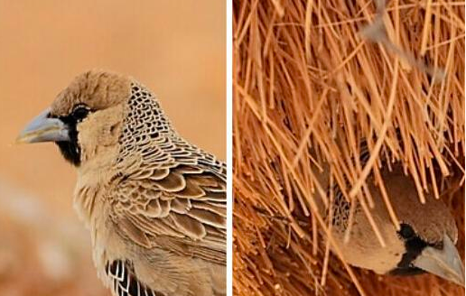 世界最大鳥巢 群織雀巢曾壓斷樹干重1000千克