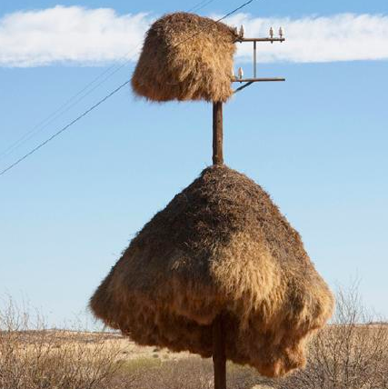 世界最大鳥巢 群織雀巢曾壓斷樹干重1000千克