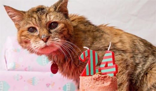 世界上最長壽的貓 Poppy享年23