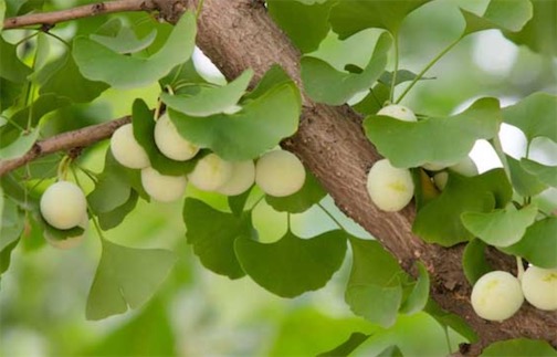 最古老的種子植物 銀杏樹在2億年前已出現在地球上