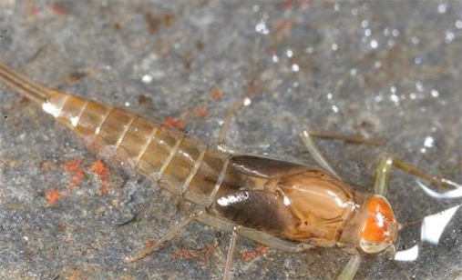 世界上最原始的昆蟲 原尾蟲有其他昆蟲沒有的增節變態