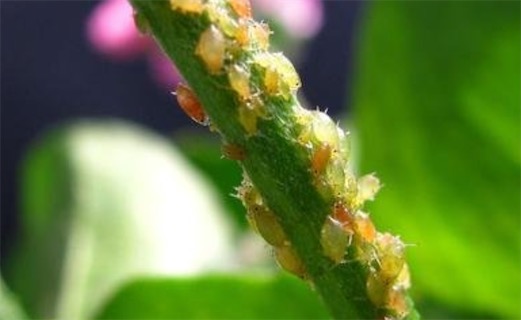 繁殖最快的昆蟲 一只棉蚜蟲一年能繁殖二三十代