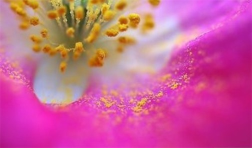 花粉最大的植物 西葫蘆花粉直徑有200微米