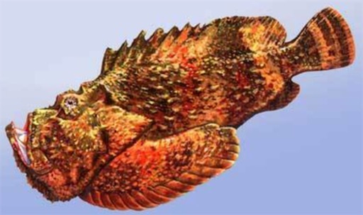 世界上最毒的魚 毒鲉被列為“世界十大毒王”之一,