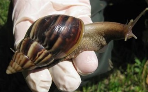 世界上最大的腹足動物 非洲大蝸牛最大則可長到超過20厘米