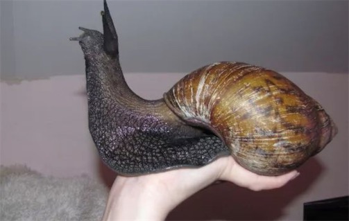 世界上最大的腹足動物 非洲大蝸牛最大則可長到超過20厘米