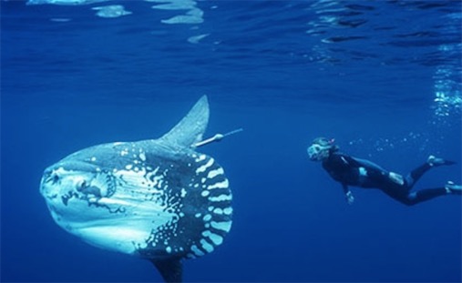 世界上最愛曬太陽的魚 翻車魚喜歡側躺在海面進行日光浴