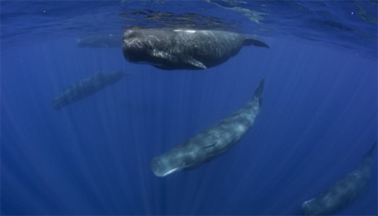 世界最聰明的動(dòng)物小偷 抹香鯨從商業(yè)捕魚(yú)線上偷魚(yú)