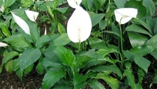 最好養的室內大型盆栽 白鶴芋非常耐陰