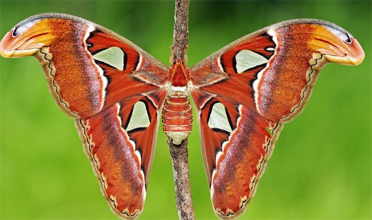 世界上最美麗的飛蛾 阿特拉斯蛾背上有令人印象深刻的圖案