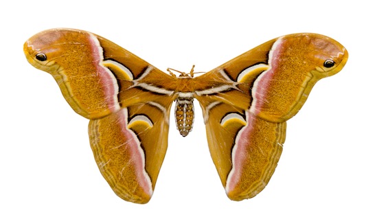 世界上最美麗的飛蛾 阿特拉斯蛾背上有令人印象深刻的圖案