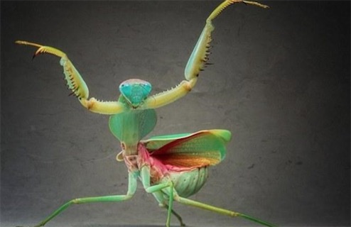 世界最大的螳螂 魔花螳螂約10.5-13 cm