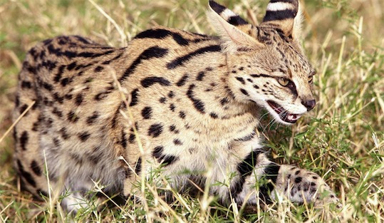 世界最貴的貓 藪貓價格都是100萬往上