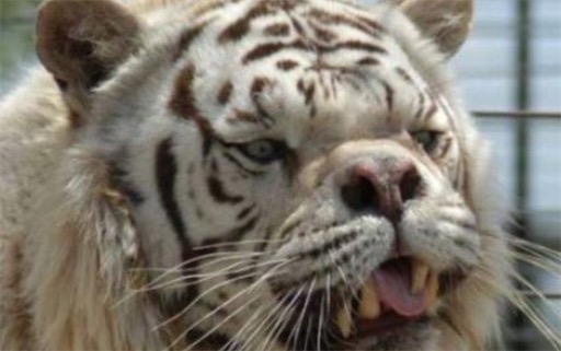 世界上最丑的老虎 名叫Kenny的虎是天生的短鼻和大臉