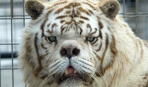 世界上最丑的老虎 名叫Kenny的虎是天生的短鼻和大臉