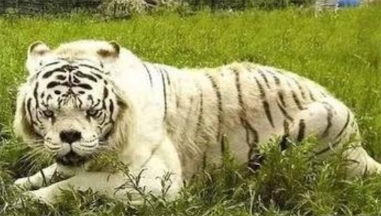 世界上最丑的老虎 名叫Kenny的虎是天生的短鼻和大臉