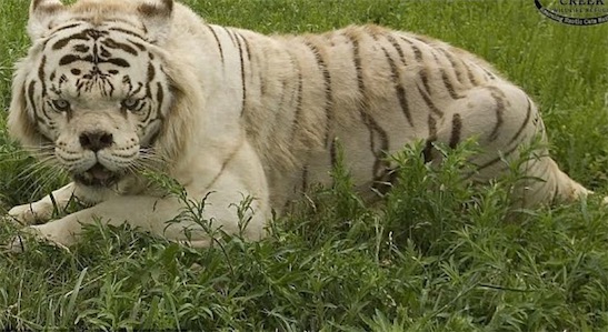 世界上最丑的老虎 名叫Kenny的虎是天生的短鼻和大臉