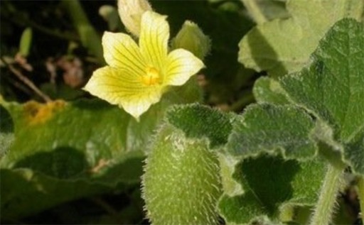 脾氣最暴躁的植物果實 噴瓜又稱“鐵炮瓜”