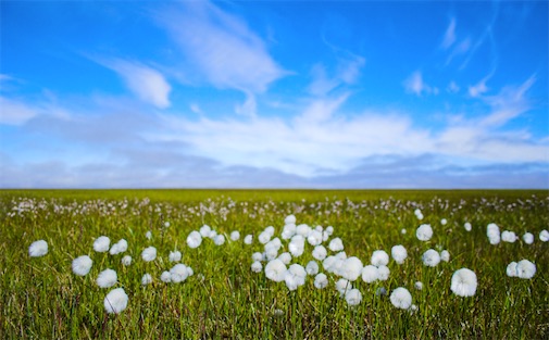 世界最小的灌木 北極花10厘米左右高
