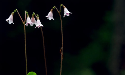 世界最小的灌木 北極花10厘米左右高