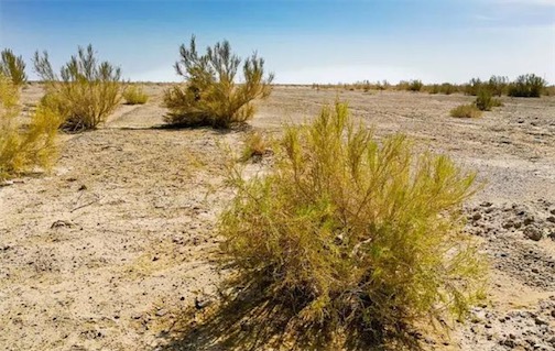 世界上發芽最快的種子 梭梭樹能在兩個小時內就生根發芽