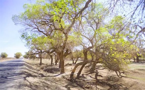 世界上發芽最快的種子 梭梭樹能在兩個小時內就生根發芽