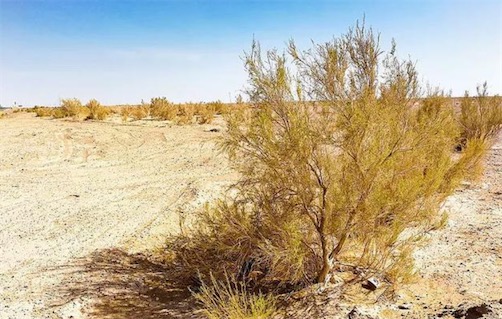 世界上發芽最快的種子 梭梭樹能在兩個小時內就生根發芽