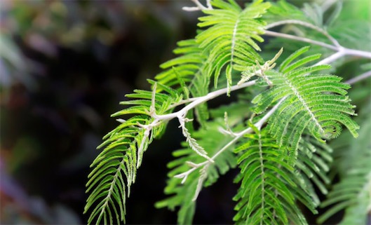 感覺最敏銳的植物 含羞草如遇到觸碰會立即合攏起來