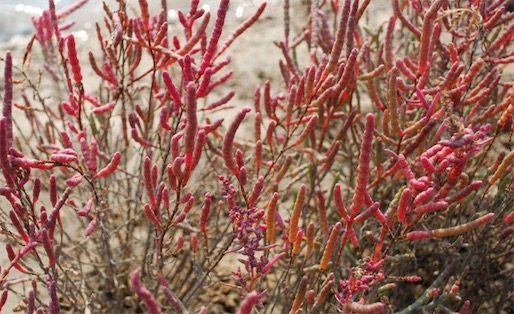 最耐鹽堿土的植物 鹽角草生長在含鹽量達6.5%高濃度潮濕鹽沼