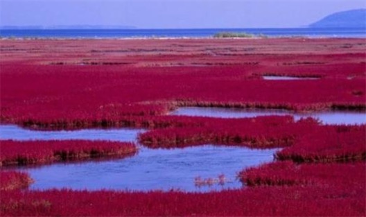 最耐鹽堿土的植物 鹽角草生長在含鹽量達6.5%高濃度潮濕鹽沼