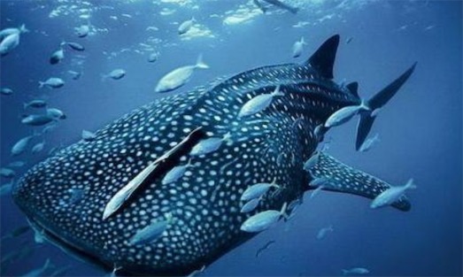 最大的動物卵 長30.5厘米的鯨鯊卵