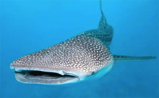 最大的動物卵 長30.5厘米的鯨鯊卵