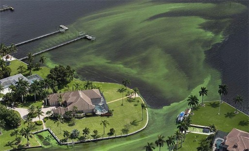 最早的水生植物 35億年前就存在的藍綠藻