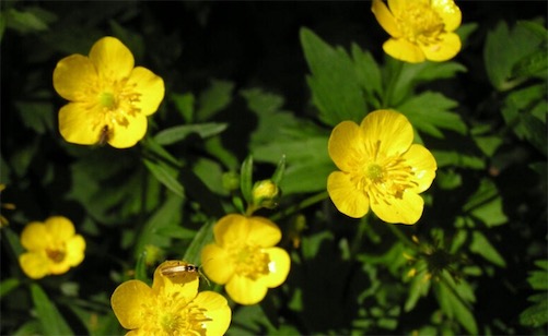 植物界的最大家族 全世界被子植物共有20多萬種