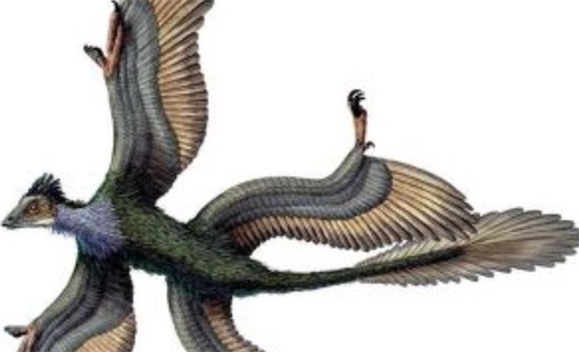 翅膀最多的鳥 四翼鳥有四只翅膀
