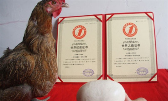 世界上最大的雞蛋 烏克蘭母雞產下長8厘米的雞蛋