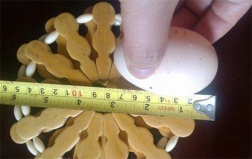 世界上最大的雞蛋 烏克蘭母雞產下長8厘米的雞蛋