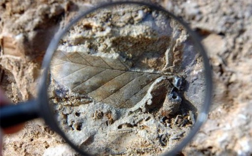 海拔最高的樹木化石 海拔5900米的希夏巴馬峰現高山櫟樹葉化石