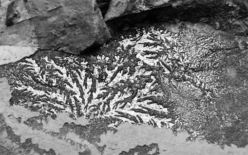 海拔最高的樹木化石 海拔5900米的希夏巴馬峰現高山櫟樹葉化石