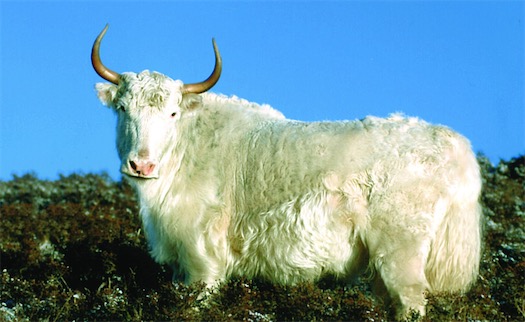 海拔最高地區的哺乳動物 牦牛產于青藏高原海拔3000米以上地區