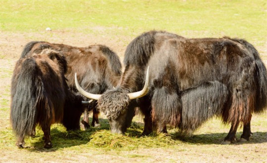 海拔最高地區的哺乳動物 牦牛產于青藏高原海拔3000米以上地區