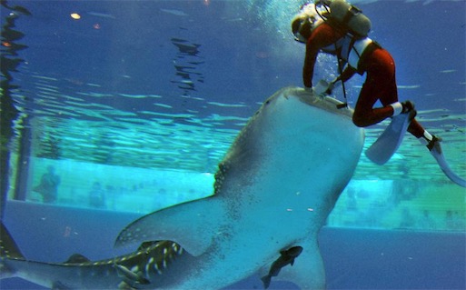 現存體型最大的軟骨魚 鯨鯊可達12米