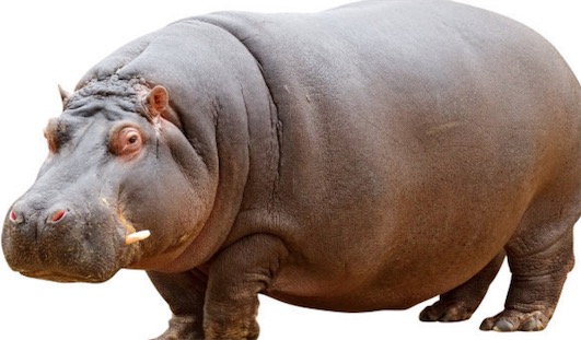 體重最重的偶蹄目動物 河馬體重可達(dá)4噸
